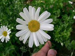 250px-tanacetum_cinerariifolium1