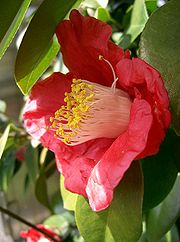 180px-camellia_japonica3