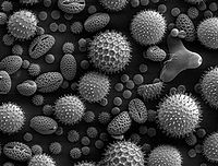 200px-misc_pollen