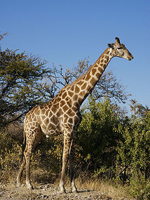 220px-giraffa_camelopardalis_angolensis