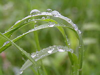 200px-rain_on_grass2