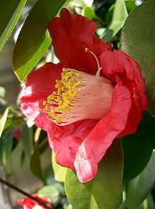 220px-camellia_japonica3