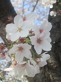 200px-cherry_blossoms