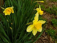 220px-narcissus_2005_spring_001