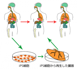 ips_cells_ja